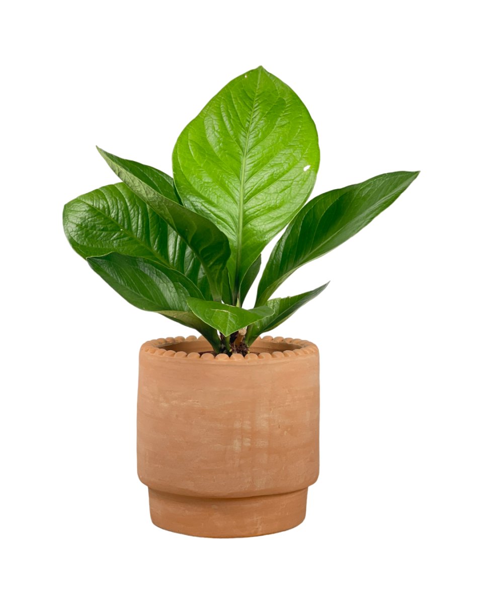 Anthurium Jungle Bush - egg pot - medium/grey - Potted plant - Tumbleweed Plants - Online Plant Delivery Singapore