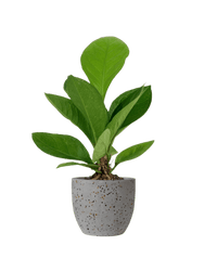 Anthurium Jungle Bush - Potted plant - JUST - ANTH - TRR - 2412 - Tumbleweed Plants - Online Plant Delivery Singapore