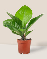 Anthurium Jungle Bush - grow pot - Potted plant - Tumbleweed Plants - Online Plant Delivery Singapore