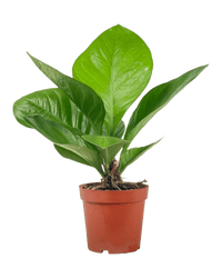 Anthurium Jungle Bush - Potted plant - JUST - ANTH - GRW - 2413 - Tumbleweed Plants - Online Plant Delivery Singapore