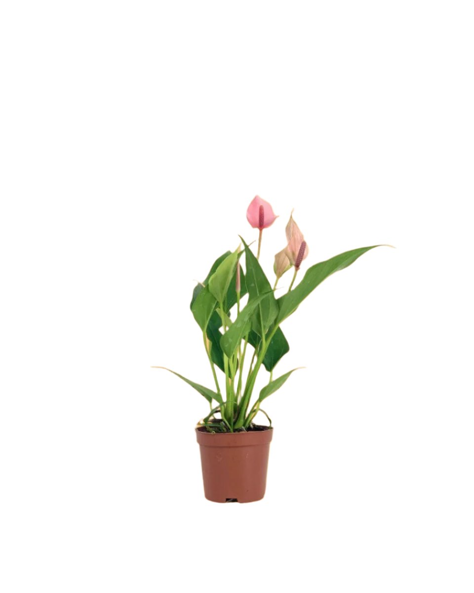 Anthurium Lili Pink - grow pot - Potted plant - Tumbleweed Plants - Online Plant Delivery Singapore