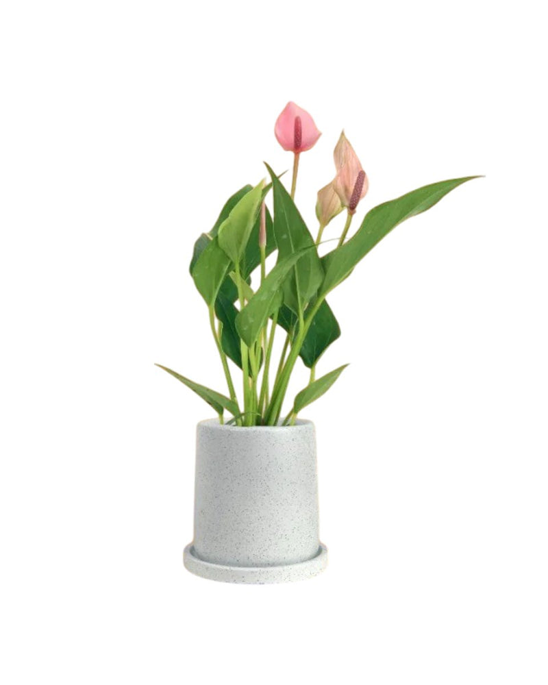 Anthurium Lili Pink - white flour planter - round - Potted plant - Tumbleweed Plants - Online Plant Delivery Singapore