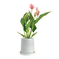 Anthurium Lili Pink