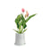 Anthurium Lili Pink