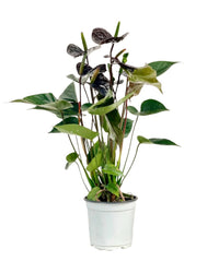 Anthurium Livium Black - grow pot - Potted plant - Tumbleweed Plants - Online Plant Delivery Singapore