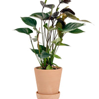 Anthurium Livium Black