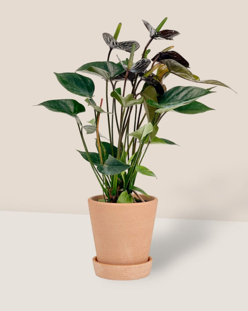Anthurium Livium Black - Potted plant - Tumbleweed Plants - Online Plant Delivery Singapore