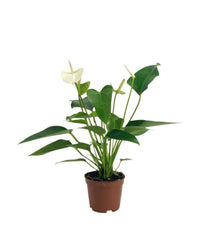 Anthurium Mini White - grow pot - Potted plant - Tumbleweed Plants - Online Plant Delivery Singapore