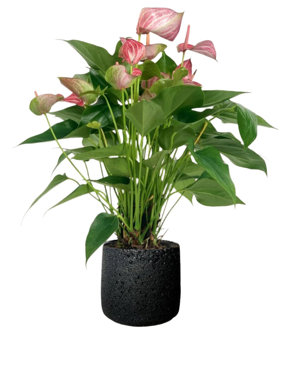 coarse cylinder planter - black