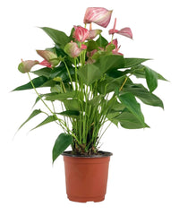 Anthurium Mystique Pink - grow pot - Potted plant - Tumbleweed Plants - Online Plant Delivery Singapore