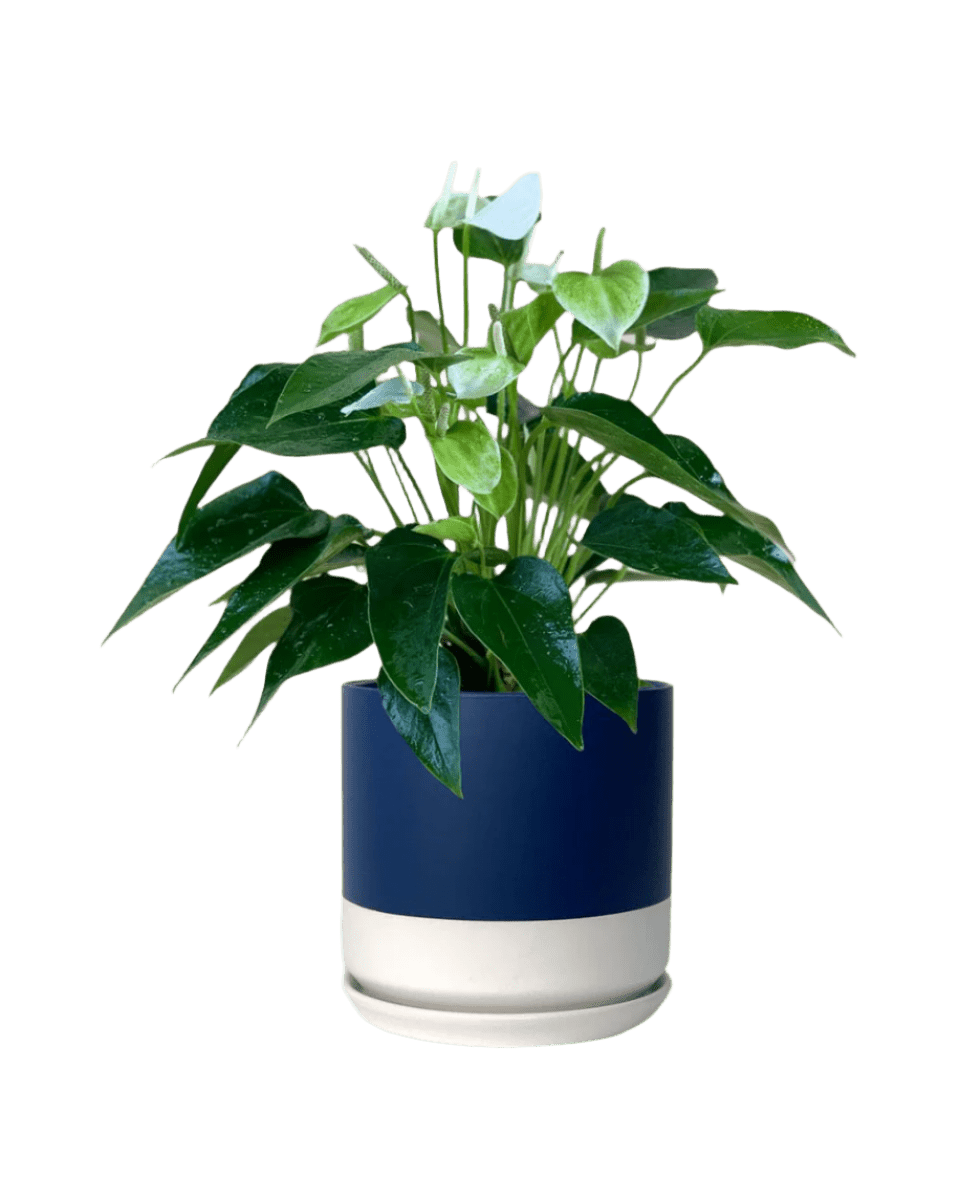 blue white two tone pot