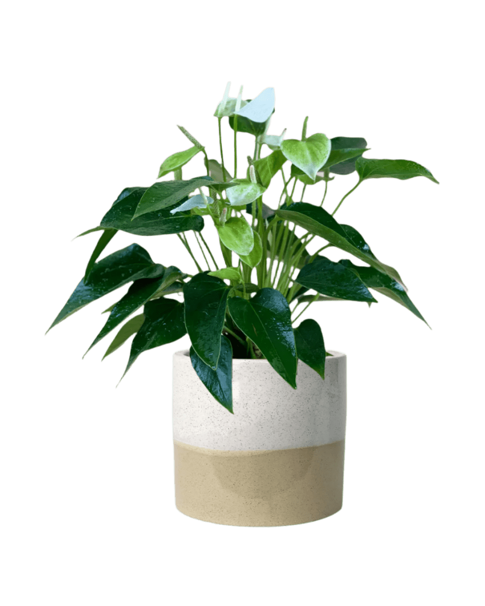 cream two tone planter