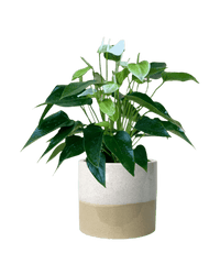 Anthurium White Dream - Potted plant - POTT - ANTH - CRM - 4031 - Tumbleweed Plants - Online Plant Delivery Singapore