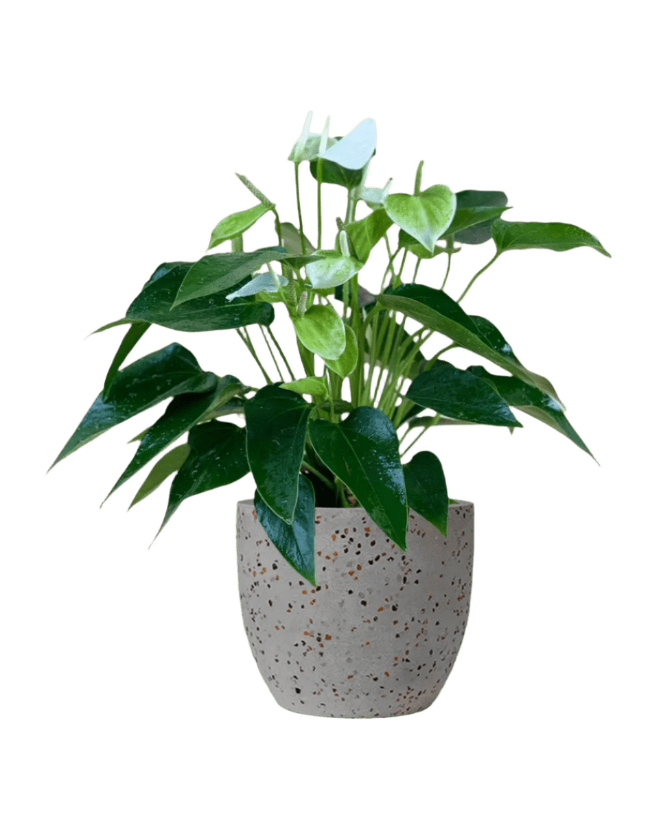 Anthurium White Dream - Potted plant - JUST - ANTH - TRR - 3074 - Tumbleweed Plants - Online Plant Delivery Singapore