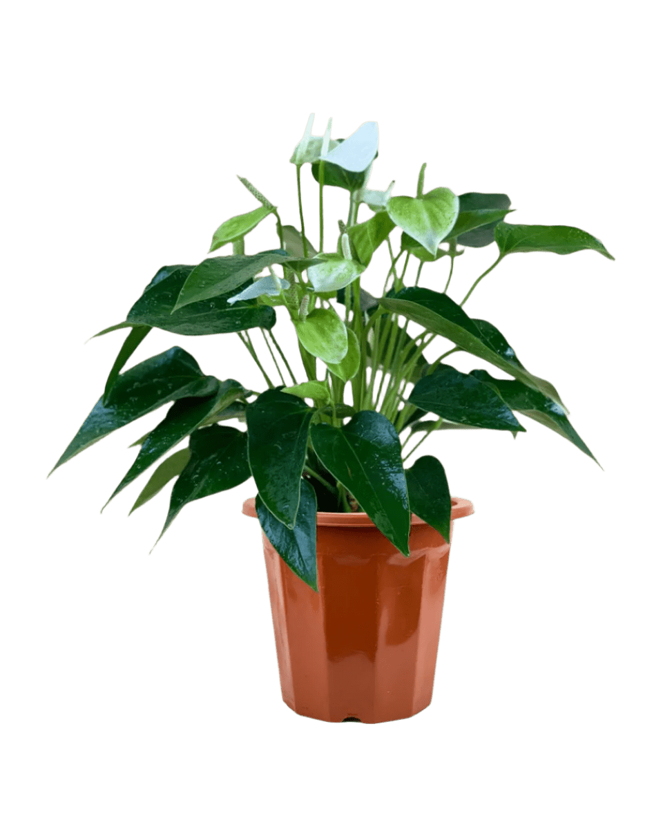 Anthurium White Dream - Potted plant - JUST - ANTH - GRW - 3073 - Tumbleweed Plants - Online Plant Delivery Singapore