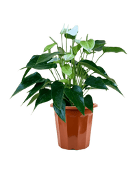 Anthurium White Dream - Potted plant - JUST - ANTH - GRW - 3073 - Tumbleweed Plants - Online Plant Delivery Singapore