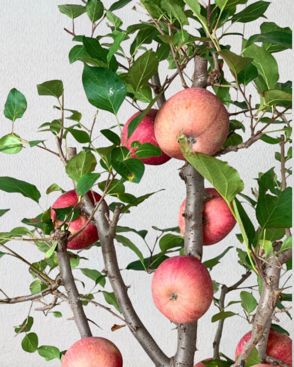 Apple Tree - grow pot - Potted plant - Tumbleweed Plants - Online Plant Delivery Singapore