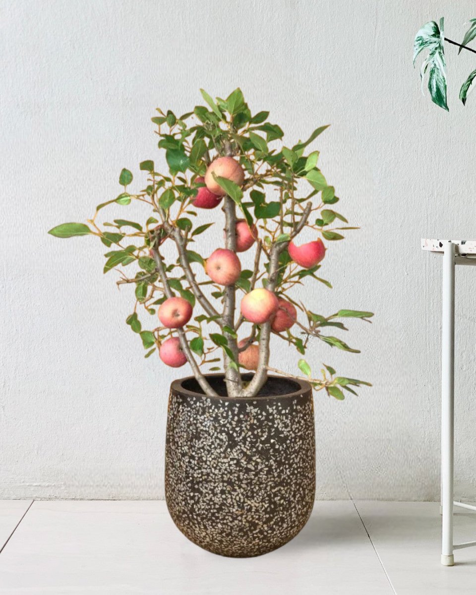 Apple Tree - little tulip pots - black - Potted plant - Tumbleweed Plants - Online Plant Delivery Singapore