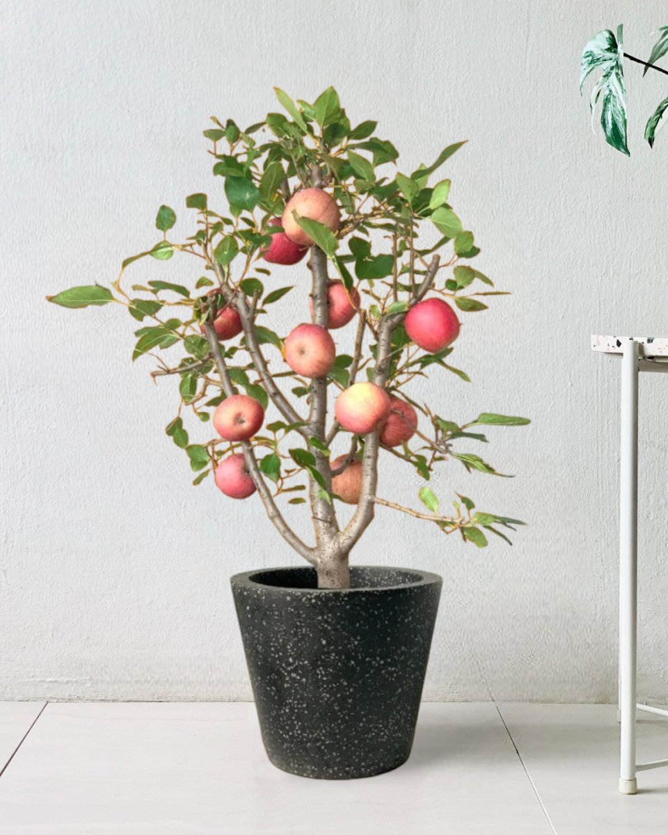 Apple Tree - terrazzo pots - black - Potted plant - Tumbleweed Plants - Online Plant Delivery Singapore