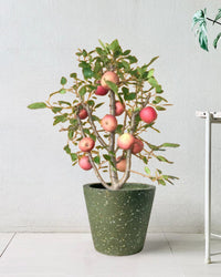 Apple Tree - terrazzo pots - olive green - Potted plant - Tumbleweed Plants - Online Plant Delivery Singapore