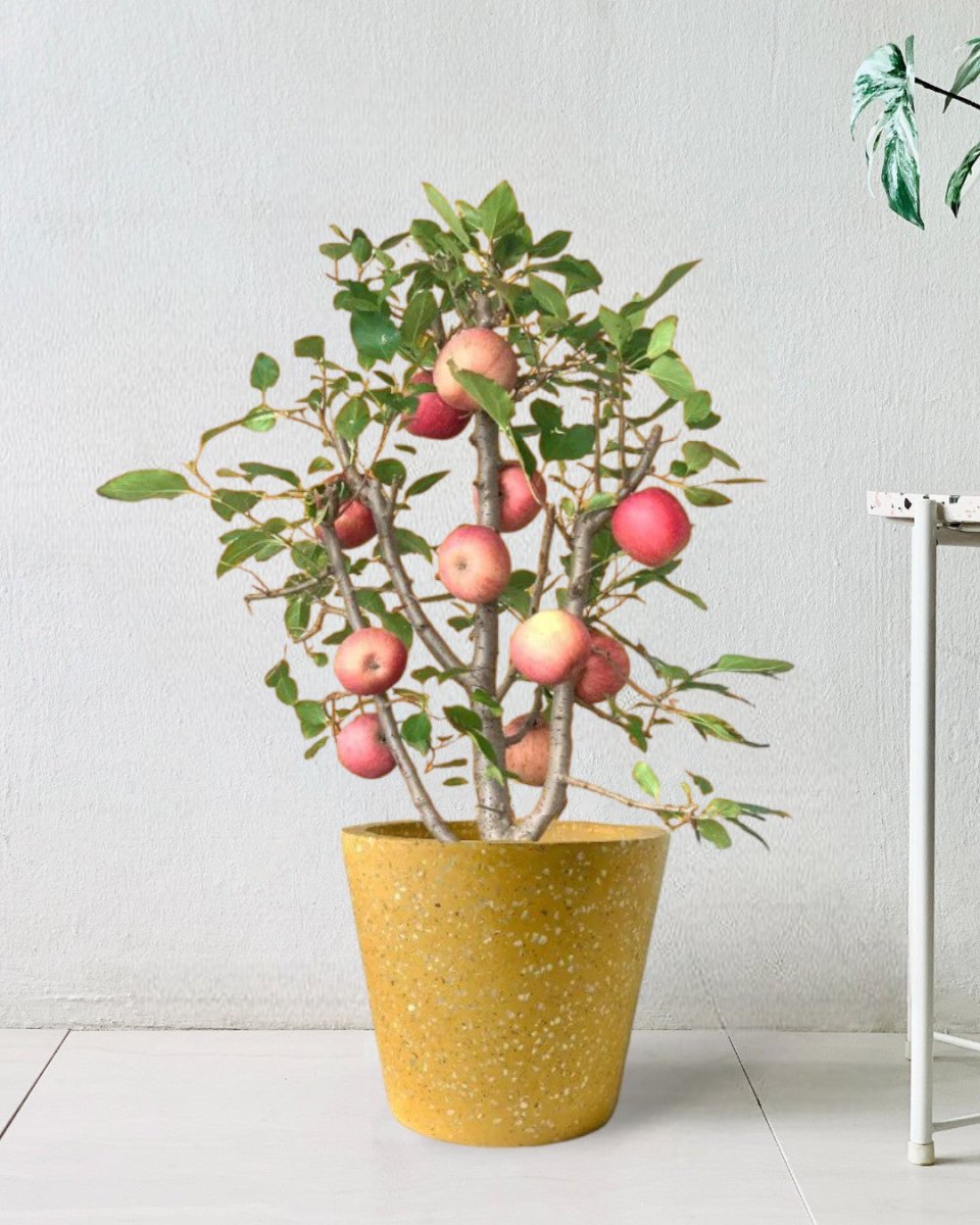 terrazzo pots - yellow