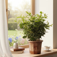 Arabian Jasmine