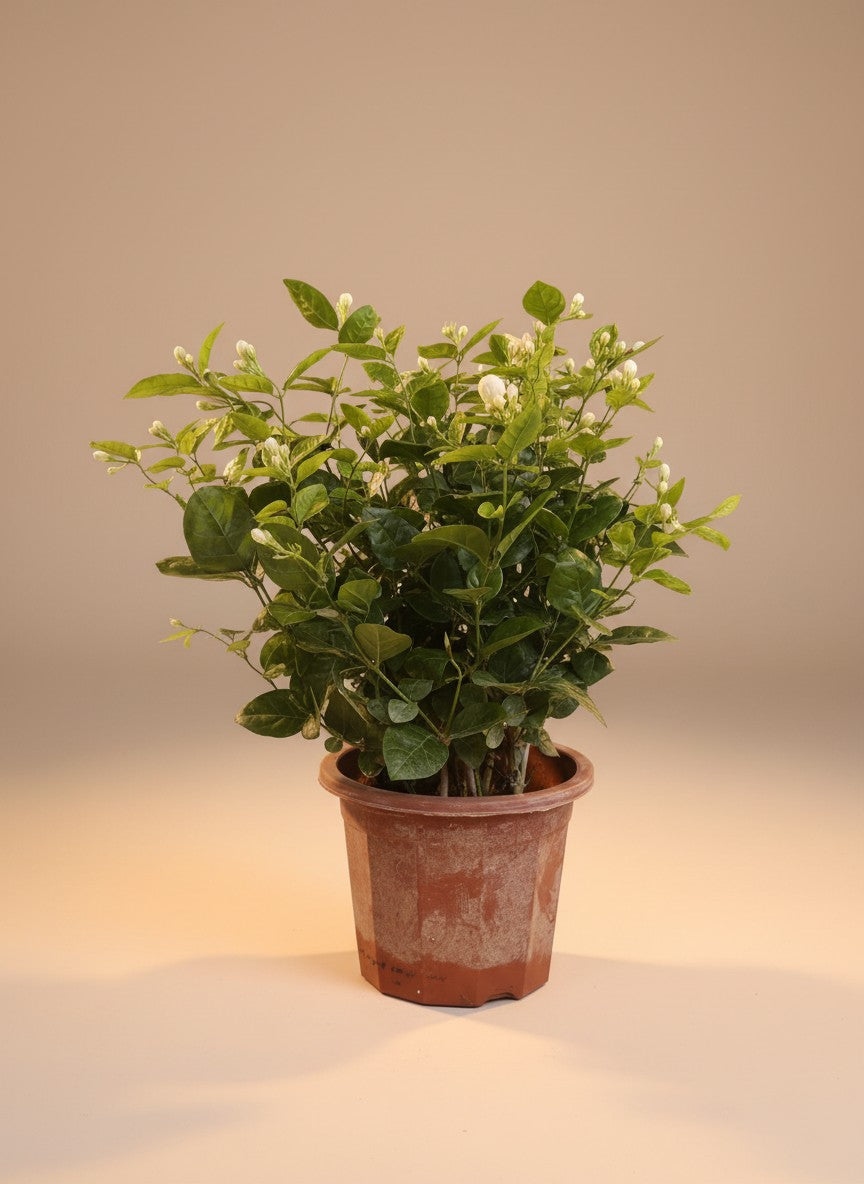Grow Pot