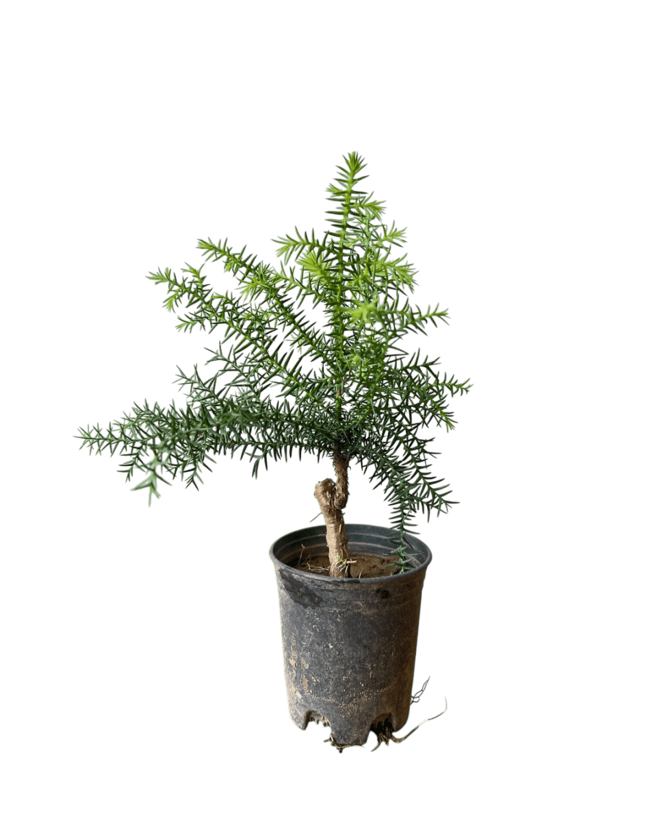 Araucaria cunninghamii - Hoop Pine - Potted plant - POTT - ARAU - 3771 - Tumbleweed Plants - Online Plant Delivery Singapore