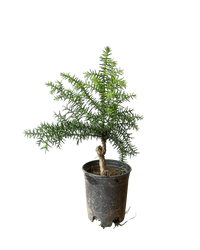 Araucaria cunninghamii - Hoop Pine - Potted plant - POTT - ARAU - 3771 - Tumbleweed Plants - Online Plant Delivery Singapore
