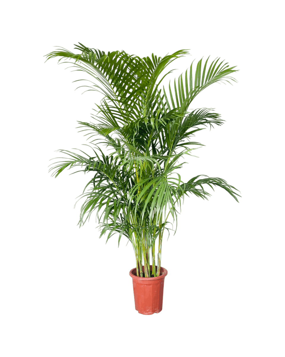 Areca Palm (1 - 1.4m) - Potted plant - POTT - AREC - GRWNRP - 4697 - Tumbleweed Plants - Online Plant Delivery Singapore