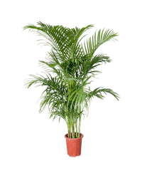 Areca Palm (1 - 1.4m) - Potted plant - POTT - AREC - GRWNRP - 4697 - Tumbleweed Plants - Online Plant Delivery Singapore