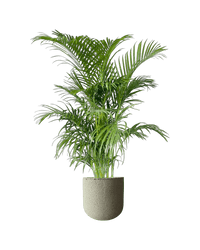 Areca Palm (1 - 1.4m) - Potted plant - POTT - AREC - LRGNRP - 4685 - Tumbleweed Plants - Online Plant Delivery Singapore
