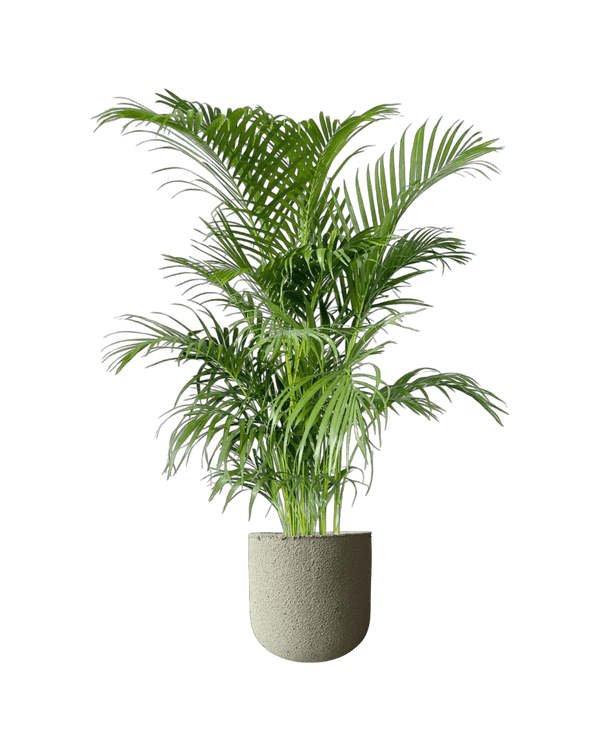 Areca Palm (1 - 1.4m) - Potted plant - POTT - AREC - LRGNRP - 4685 - Tumbleweed Plants - Online Plant Delivery Singapore
