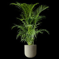 Areca Palm (1-1.4m)