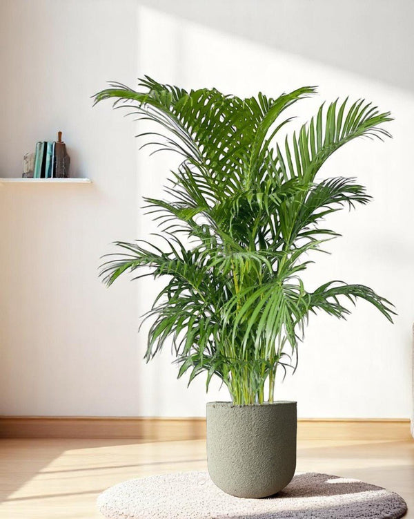 Areca Palm (1 - 1.4m) - Potted plant - POTT - AREC - LRGNRP - 4685 - Tumbleweed Plants - Online Plant Delivery Singapore