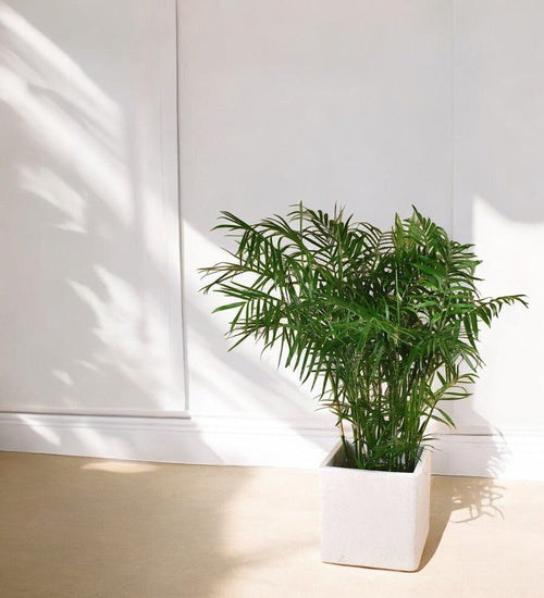 Areca Palm paired with large white terrazzo cylinder planter