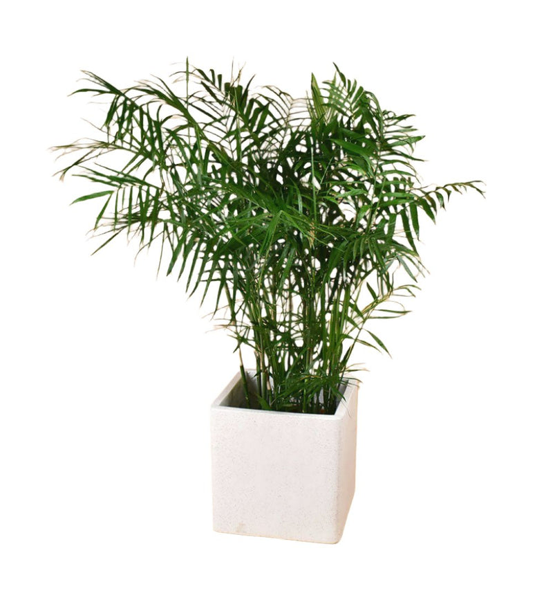 Areca Palm (1 - 1.4m) - large white terrazzo cylinder planter - Potted plant - Tumbleweed Plants - Online Plant Delivery Singapore