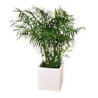 Areca Palm (1-1.4m)