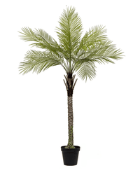 Areca Palm (Life - life Artificial) - Potted plant - 4857563185006 - Tumbleweed Plants - Online Plant Delivery Singapore