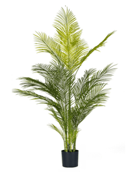 Areca Palm (Life - life Artificial) - Potted plant - 4857563185005 - Tumbleweed Plants - Online Plant Delivery Singapore