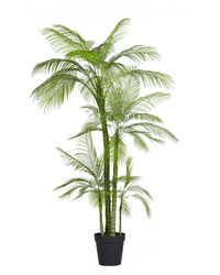 Areca Palm (Life - life Artificial) - Potted plant - 5052359161409 - Tumbleweed Plants - Online Plant Delivery Singapore