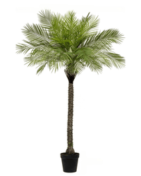 Areca Palm (Life - life Artificial) - Potted plant - 4852747116908 - Tumbleweed Plants - Online Plant Delivery Singapore
