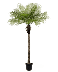 Areca Palm (Life - life Artificial) - Potted plant - 4857563185007 - Tumbleweed Plants - Online Plant Delivery Singapore