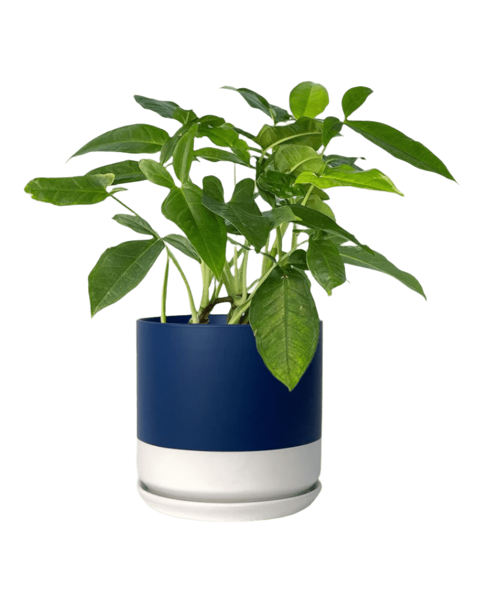 blue white two tone pot