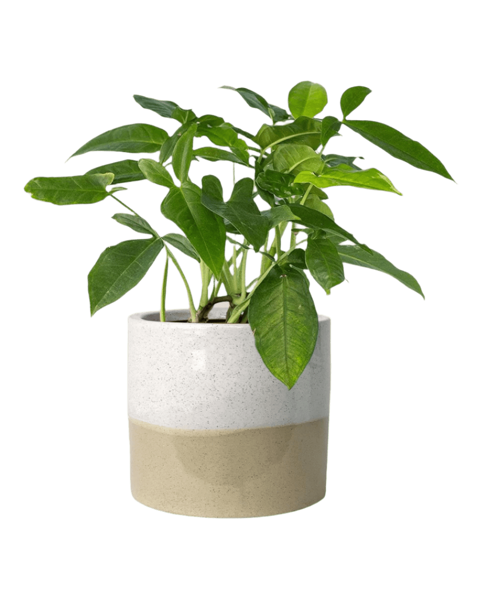 cream two tone planter