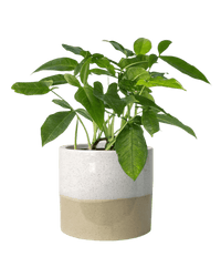 Arrowhead Vine paired with cream two tone planter