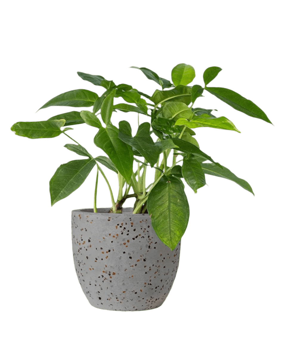 Arrowhead Vine paired with egg pot - medium/grey