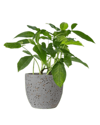 Arrowhead Vine paired with egg pot - medium/grey