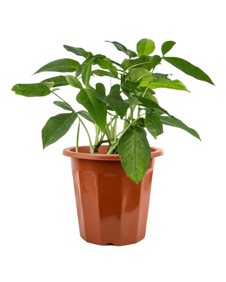 Arrowhead Vine in a grow pot