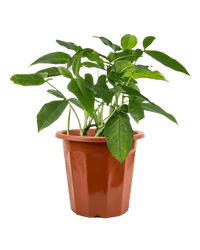 Arrowhead Vine in a grow pot